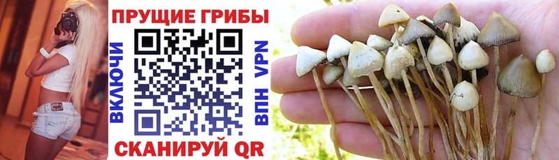 Псилоцибиновые грибы Cubensis  Партизанск 